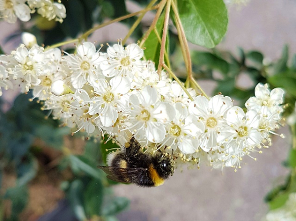 Pyracantha "Soleil d'Or" - (Feuerdorn Soleil d'Or),